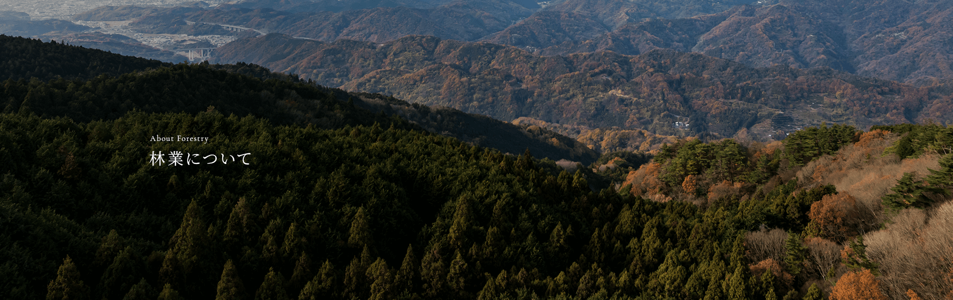 林業について